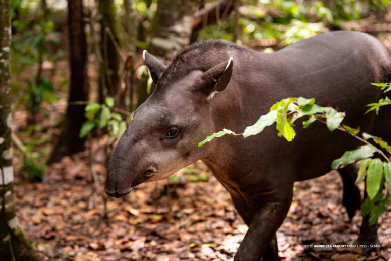 A vida tranquila de uma anta no Bosque dos Papagaios