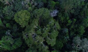 Amazônia tem 4 milhões de hectares aptos para restauração