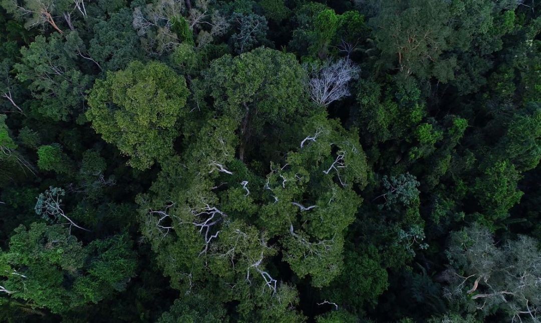Amazônia tem 4 milhões de hectares aptos para restauração