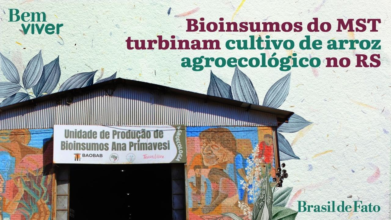 Bioinsumos do MST turbinam cultivo de arroz agroecológico no RS | Bem Viver