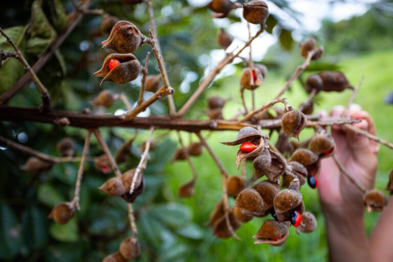 Brasil deve reunir dados para se confirmar como líder na restauração ecológica