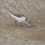 Elevação do nível do mar ameaça aves limícolas migratórias