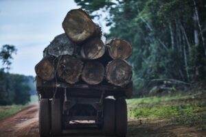 Exploração ilegal de madeira na Bacia do Xingu