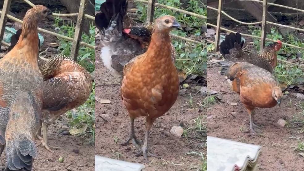 Galinha nasce com características de duas espécies em RO