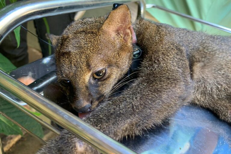 Gato-mourisco resgatado vira peça-chave para conservação da espécie no RJ