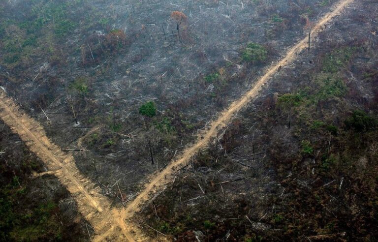 Grileiros da Floresta Nacional do Jamanxim devem sair da unidade, diz justiça