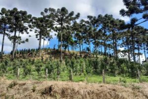 ICMBio marca consulta para debater criação de reservas no Paraná