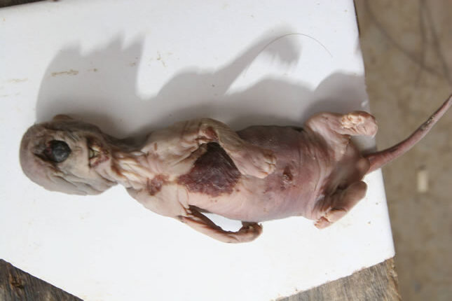 O caso do filhote de ‘Mapinguari’ que intrigou Manaus