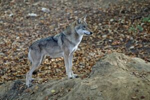 O pônei da Ursula e o destino dos lobos europeus