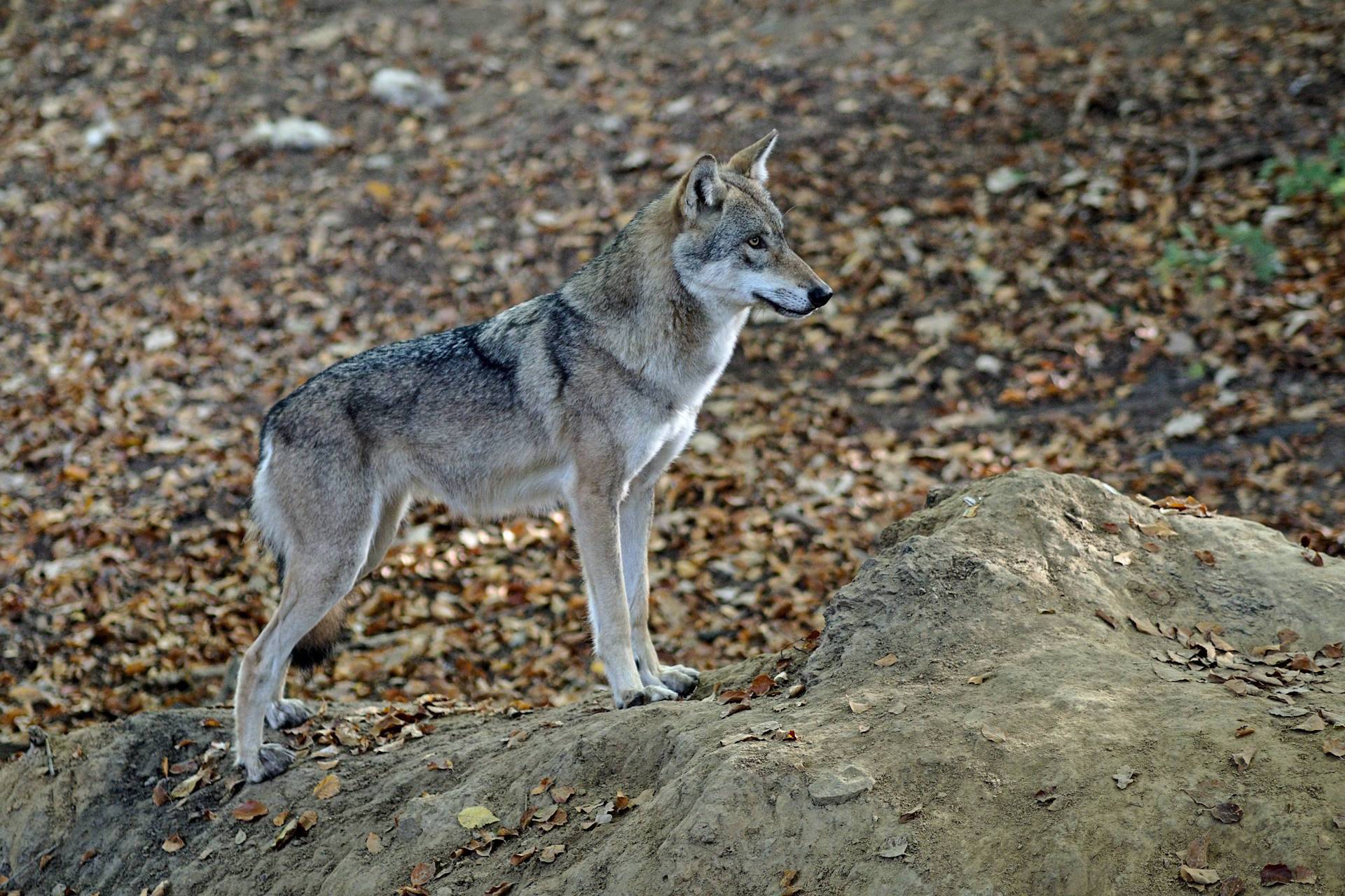 O pônei da Ursula e o destino dos lobos europeus