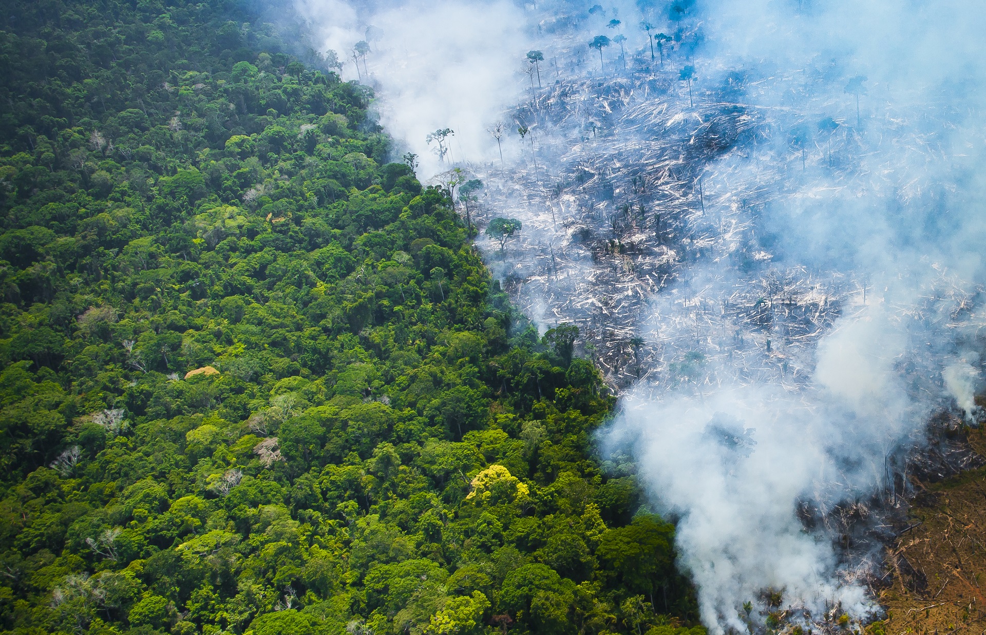 Para conter a inflação, é preciso olhar para a floresta
