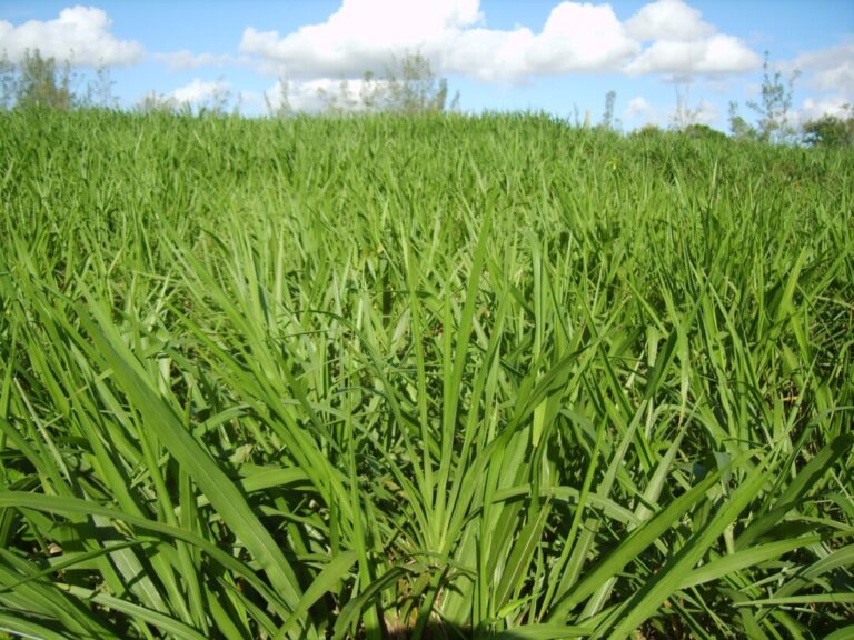 Pesquisa utiliza capim-elefante na produção de biomassa