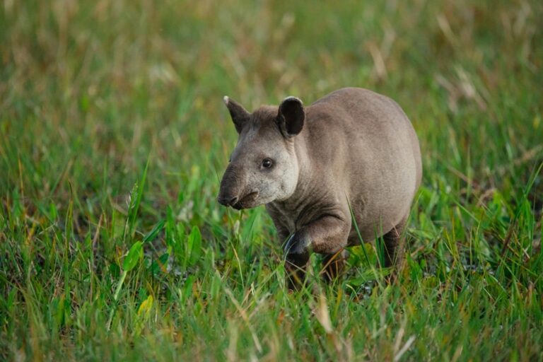 Pesquisadoras encontram quatro populações de anta na Caatinga