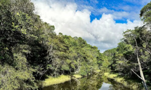 Plataforma identifica áreas para restauração florestal