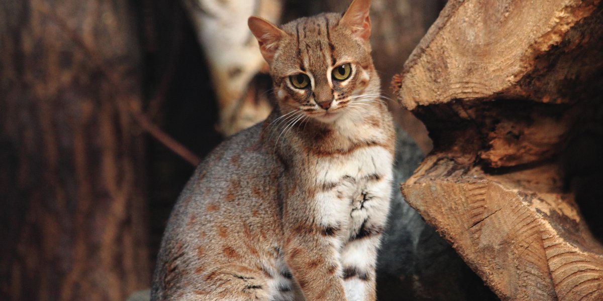 Por que os gatos têm manchas e listras?
