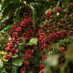 Produção de café no Amazonas deve atingir a marca de 2,2 mil toneladas em 2025