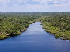 Quem é o verdadeiro "pulmão do mundo"?