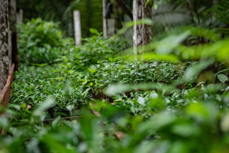 R$ 100 milhões são destinados a operação de reflorestamento na Amazônia