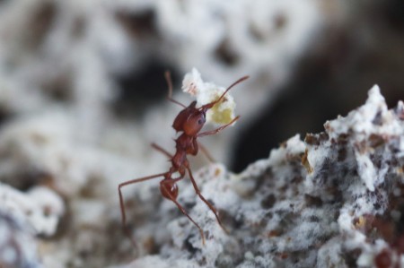 Saúvas reconhecem e combatem patógeno mesmo 30 dias após a primeira contaminação, mostra estudo