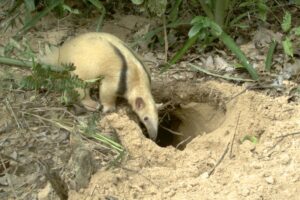 The conservation of the lesser anteater in the Pantanal depends on protecting the giant armadillo