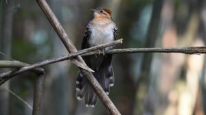 a ave parasita da Amazônia