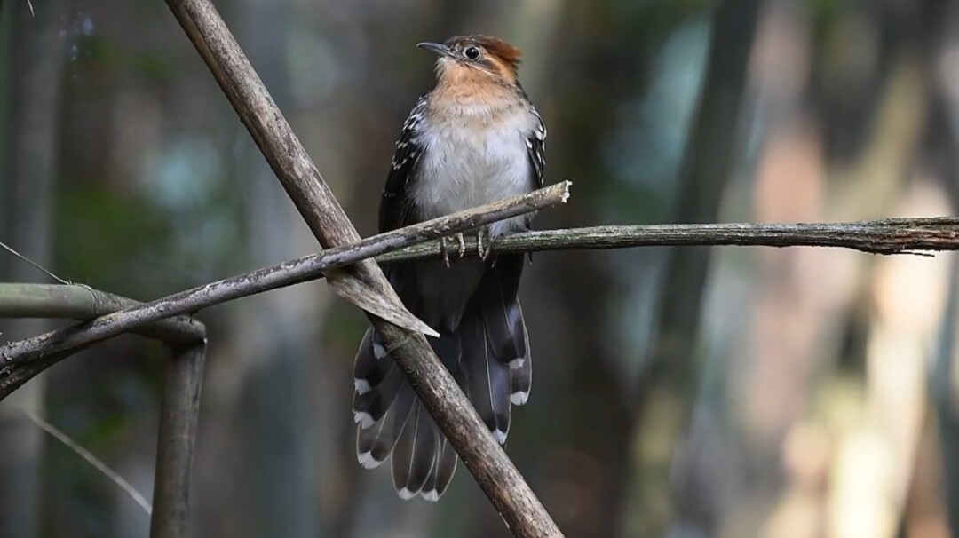 a ave parasita da Amazônia