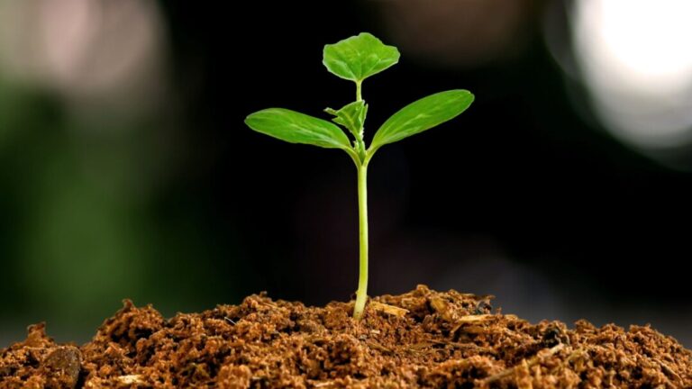 a ferramenta para a sustentabilidade