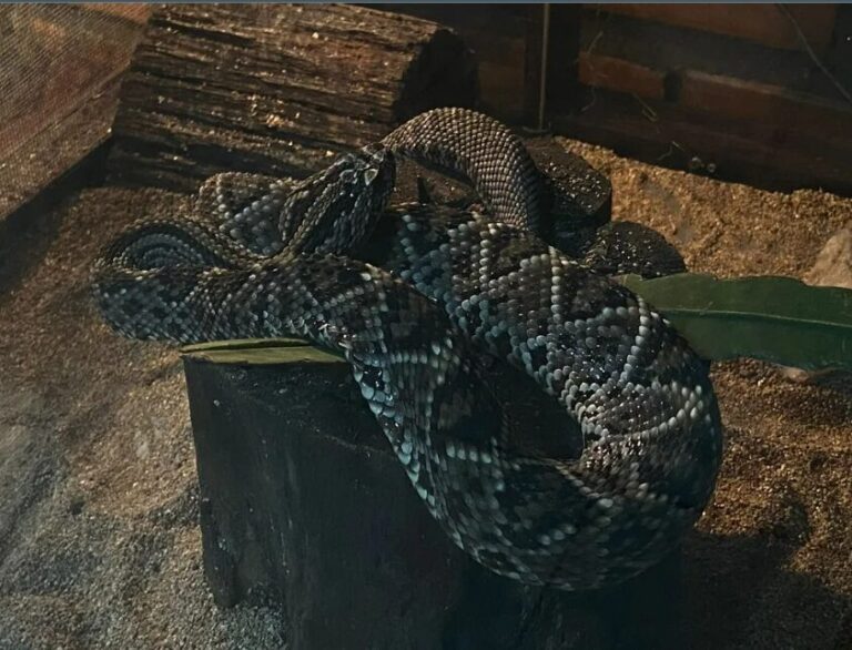 2 serpentários para ver na Amazônia