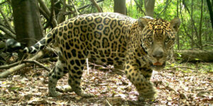 3 iniciativas que protegem onças-pintadas no Brasil