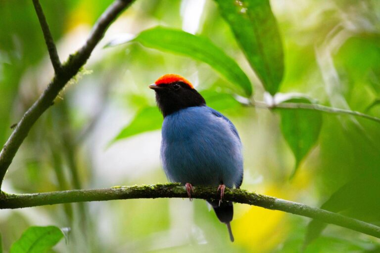 A incontável diversidade de aves em Bertioga, no litoral de SP