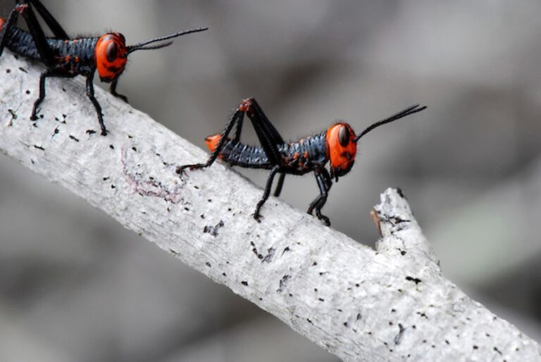 Agenda do presidente definirá data de anúncio do plano de proteção à biodiversidade