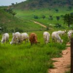 Ao menos 6 milhões de cabeças de gado no Pará estão irregulares entre indiretos