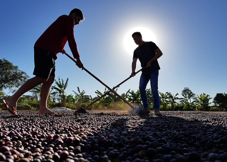 Cafezais das Matas de RO sequestram mais carbono do que emitem