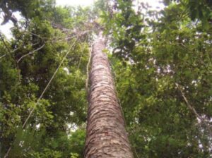 Cajuaçu, o gigante da floresta amazônica com potencial