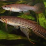 Cientistas descobrem espécie de peixe que vive solitária na Amazônia