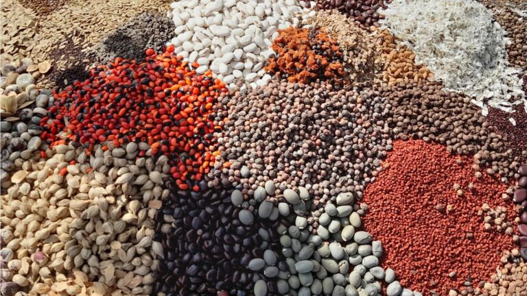 Coletoras de sementes do Cerrado tentam evitar destruição