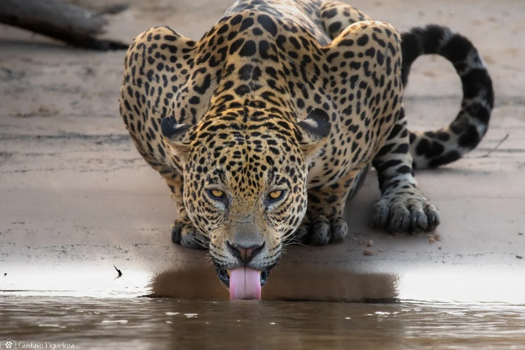 Como identificar a onça-pintada?
