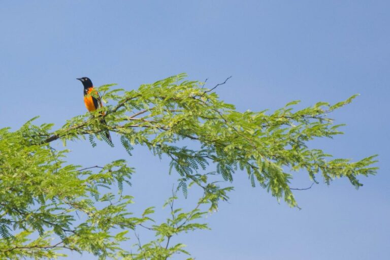 Corrupião, o pássaro 'elegante' capaz de aprender outras melodias