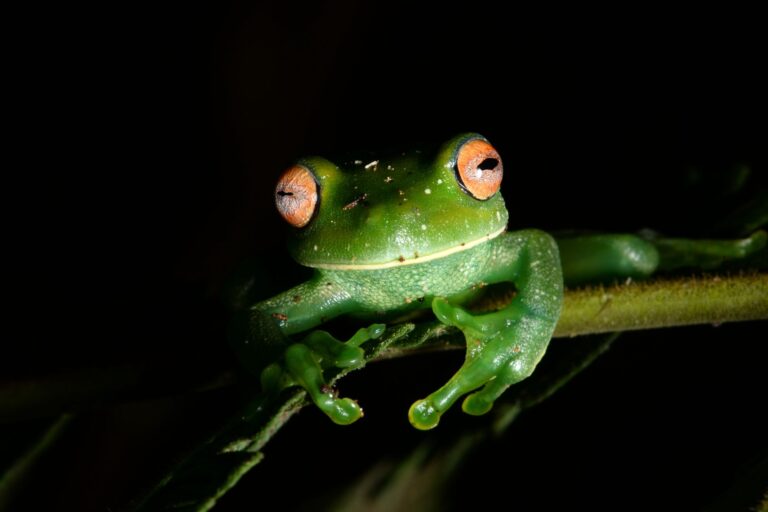 Crise climática irá encolher o lar de anfíbios na América Latina