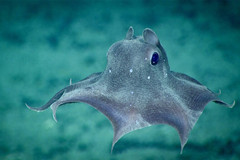 Decisão de Trump sobre mineração submarina acende alerta global