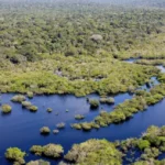 Desmatamento no Brasil caiu 32,4% em 2024, diz Mapbiomas