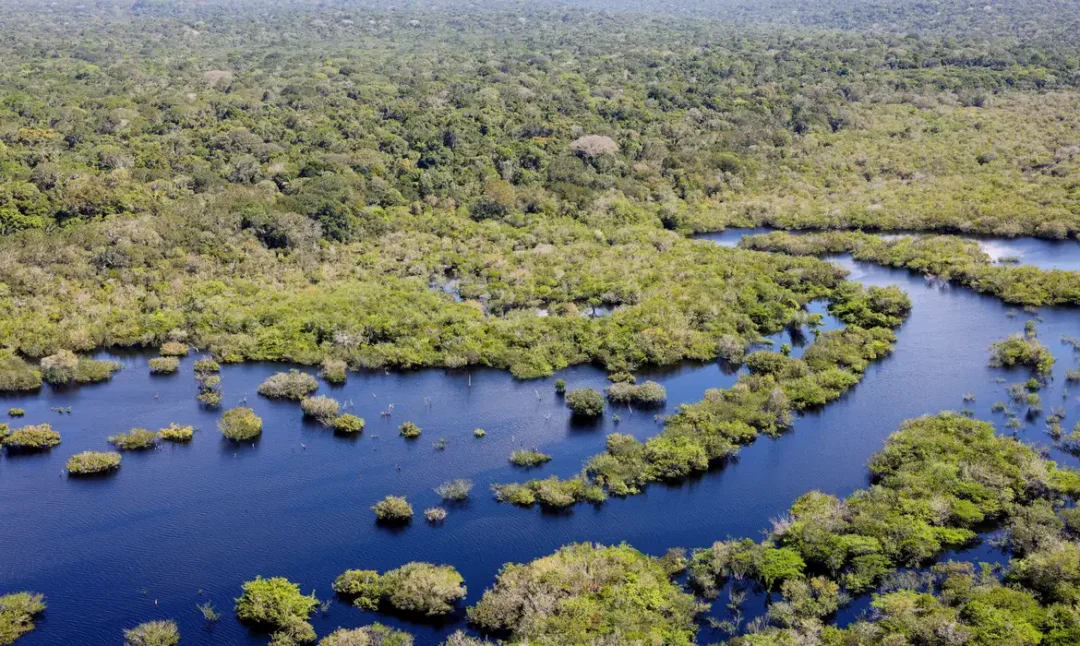 Desmatamento no Brasil caiu 32,4% em 2024, diz Mapbiomas