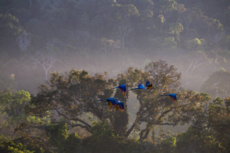 Empresa usa documentos falsos na disputa de terras em parque no MT