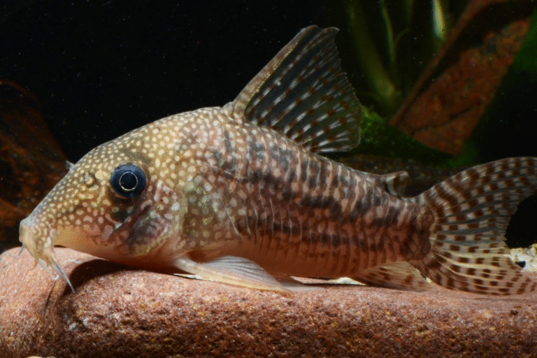 Financiamento coletivo ajuda na descoberta de duas espécies de peixes na Amazônia