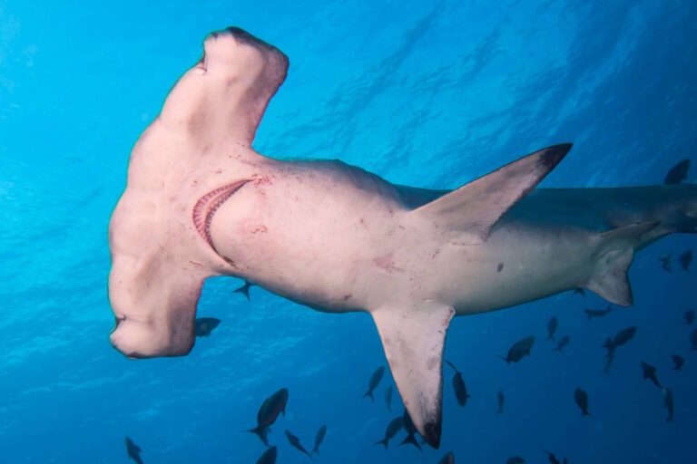 Frear abate e consumo de tubarões é uma prioridade da pauta animal no Congresso