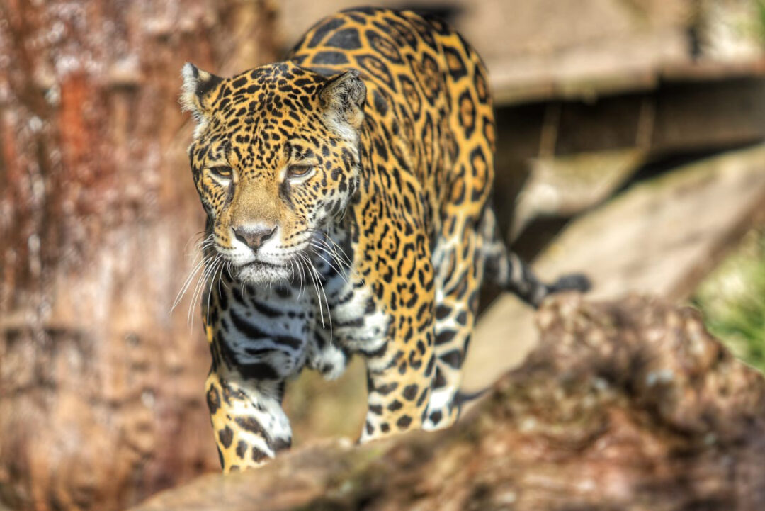 Guardiã do equilíbrio ecológico: importância da onça-pintada