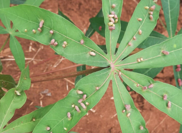 Mosca-das-galhas causa prejuízos em plantações no país