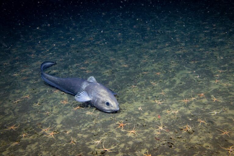O quão pouco já vimos das profundezas do mar
