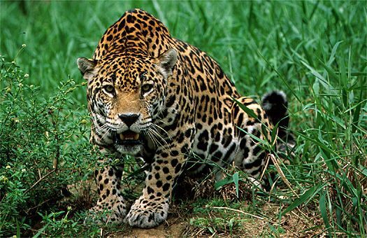 Onça ou jaguar? Conheça a origem do nome de alguns “primos”