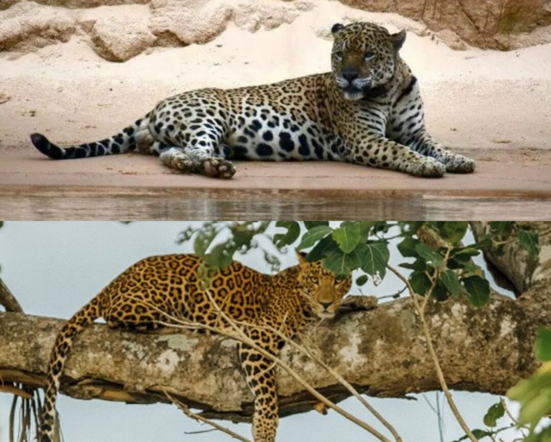 Onça-pintada x leopardo: quais são as diferenças?